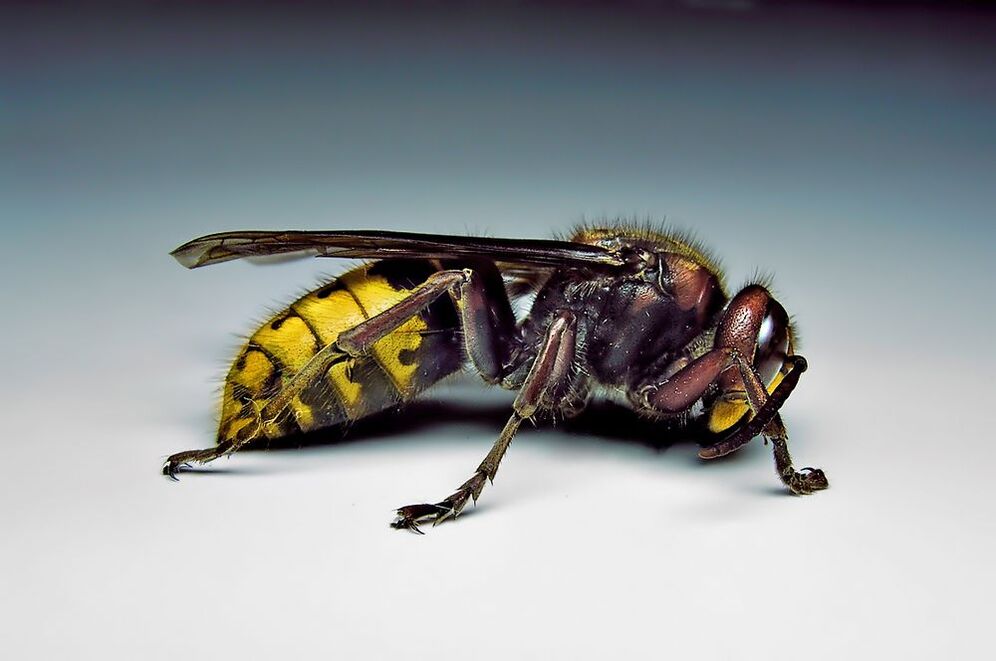 kukaiņi var inficēt cilvēku ar parazītiem